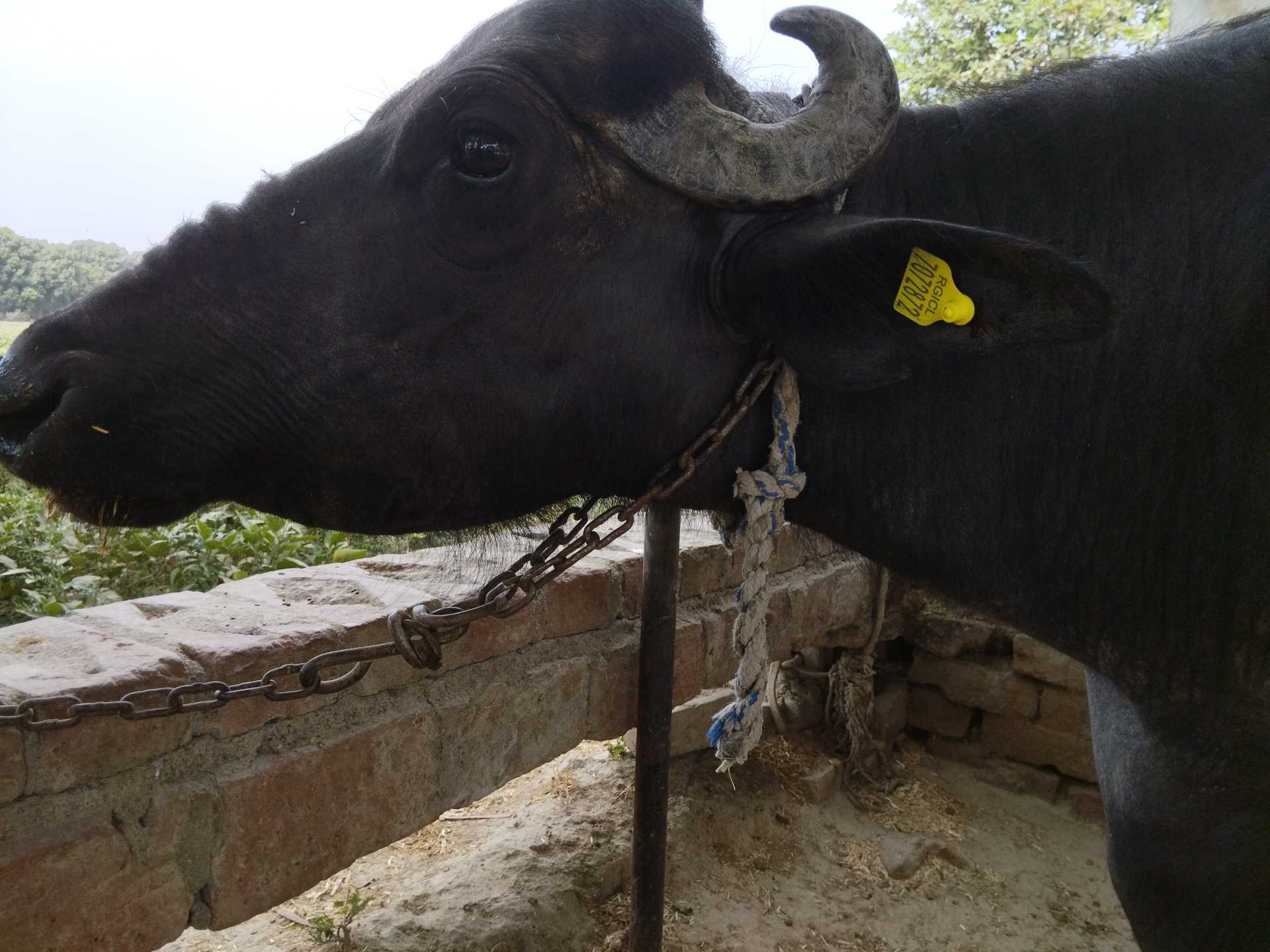 Benchmark sample: Animal Ear Tag (Single Value)