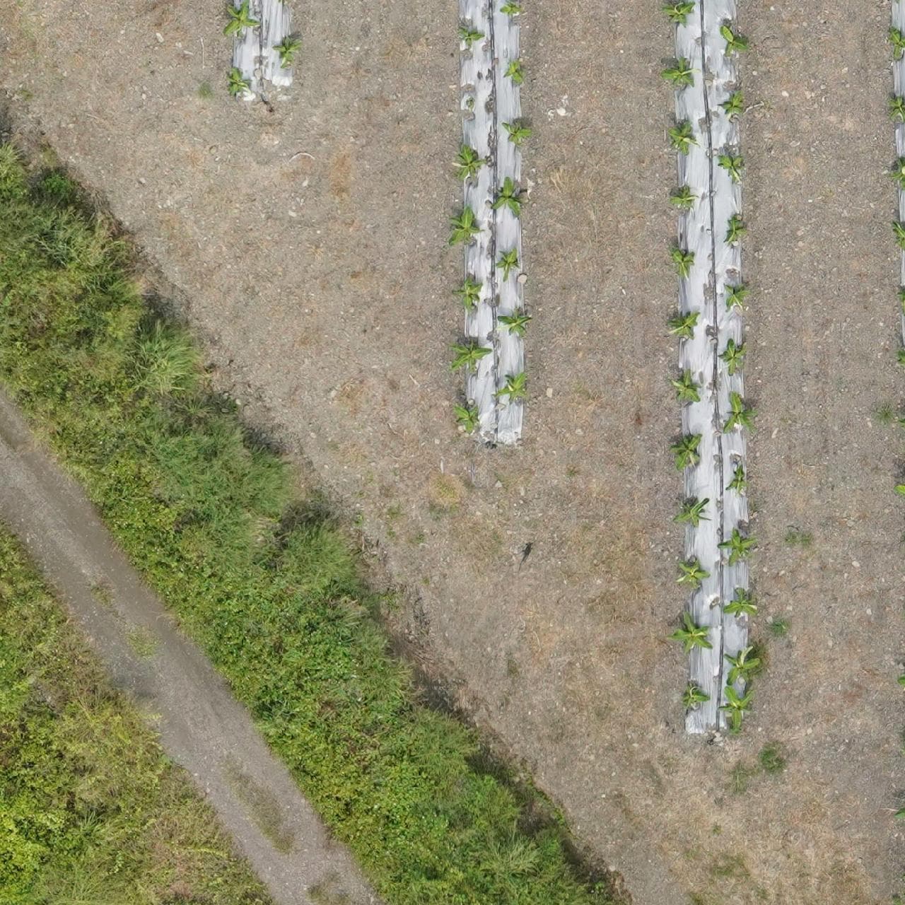 Benchmark sample: Aerial / Drone (Agriculture) without annotations